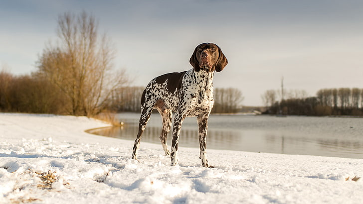 german shorthaired pointer sweet dog image, snow, winter, cold temperature, HD wallpaper