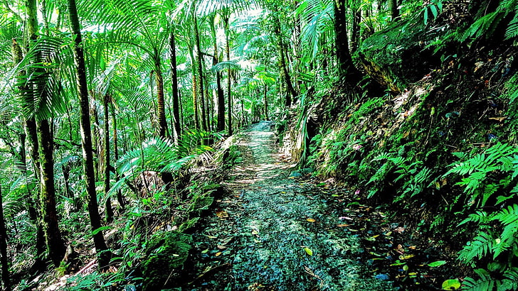 el yunque, forest, puerto rico, rainforest, national forest, HD wallpaper