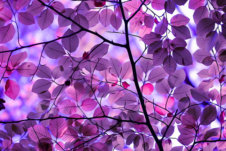 purple leafed tree illustration, photo of purple flowering tree HD wallpaper