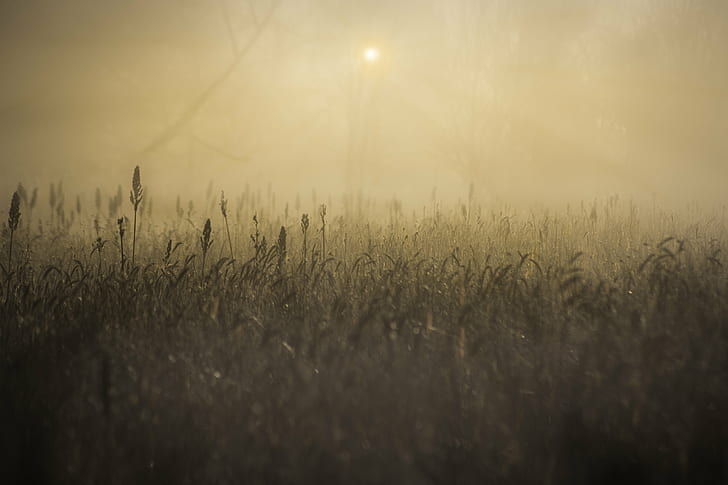 green grass field with dust smog, slow, essex, mist, fog, sunrise, HD wallpaper