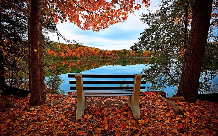 brown wooden bench, nature, leaves, trees, lake, landscape, reflection