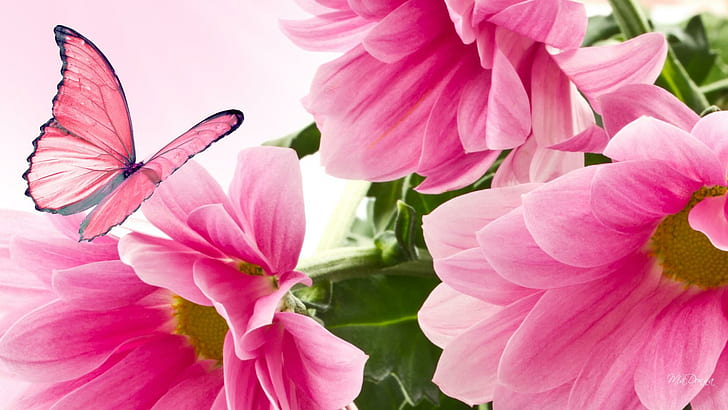 Pink Mums So Bright, papillon, fall, fleurs, butterfly, flowers
