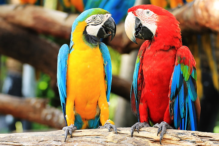 birds, couple, macaw, parrot, animal, animal themes, vertebrate, HD wallpaper