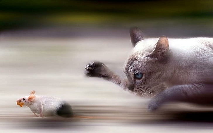 Mouse Hunt, siamese cat, race, skyphoenixx1, picture, fantastic, HD wallpaper