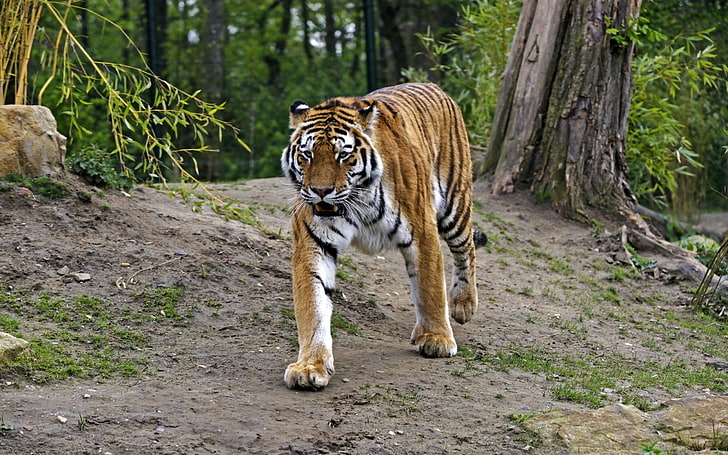 adult tiger, animals, big cats, animal themes, feline, mammal