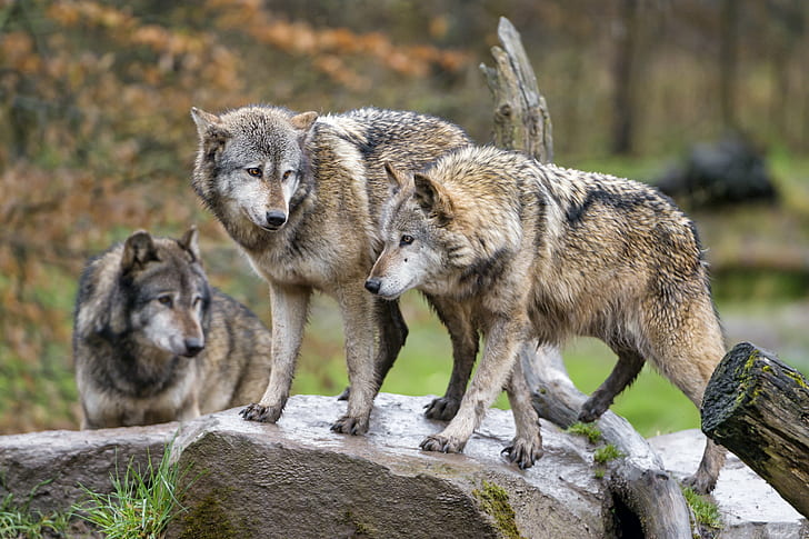 three gray Wolves in rock, together, females, branch, wood, tree, HD wallpaper