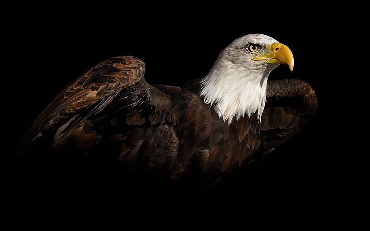 HD wallpaper: birds, animals, black background, bald eagle | Wallpaper Flare