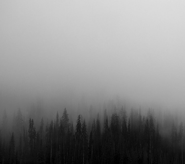 pine trees, mist, nature, monochrome, fog, forest, land, woodland, HD wallpaper