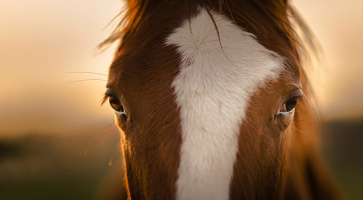 white and brown horse, animals, closeup, animal themes, one animal