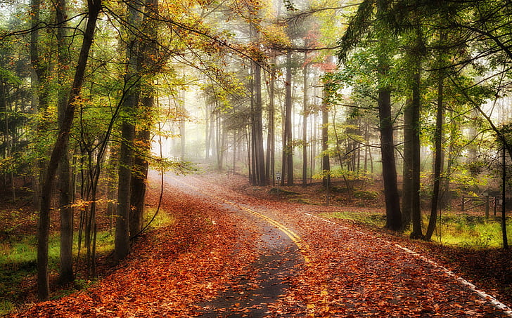 Autumn road in forest, Nature, landscape, HD wallpaper