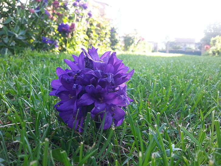 Purple flower in grass, purple flower, green, HD wallpaper