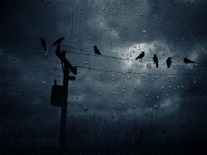 rain, birds, water drops, power lines, storm, animals, dark