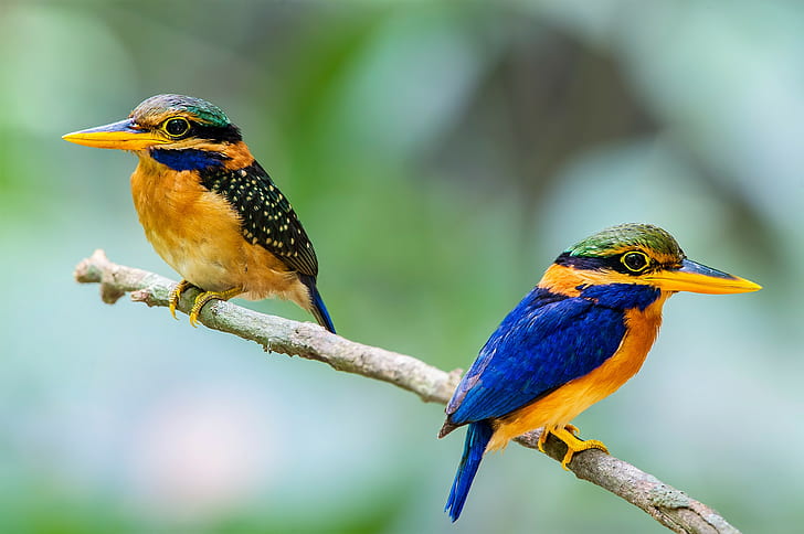 Couple birds kingfisher, 2 blue black and yellow bird, beak, branch, HD wallpaper