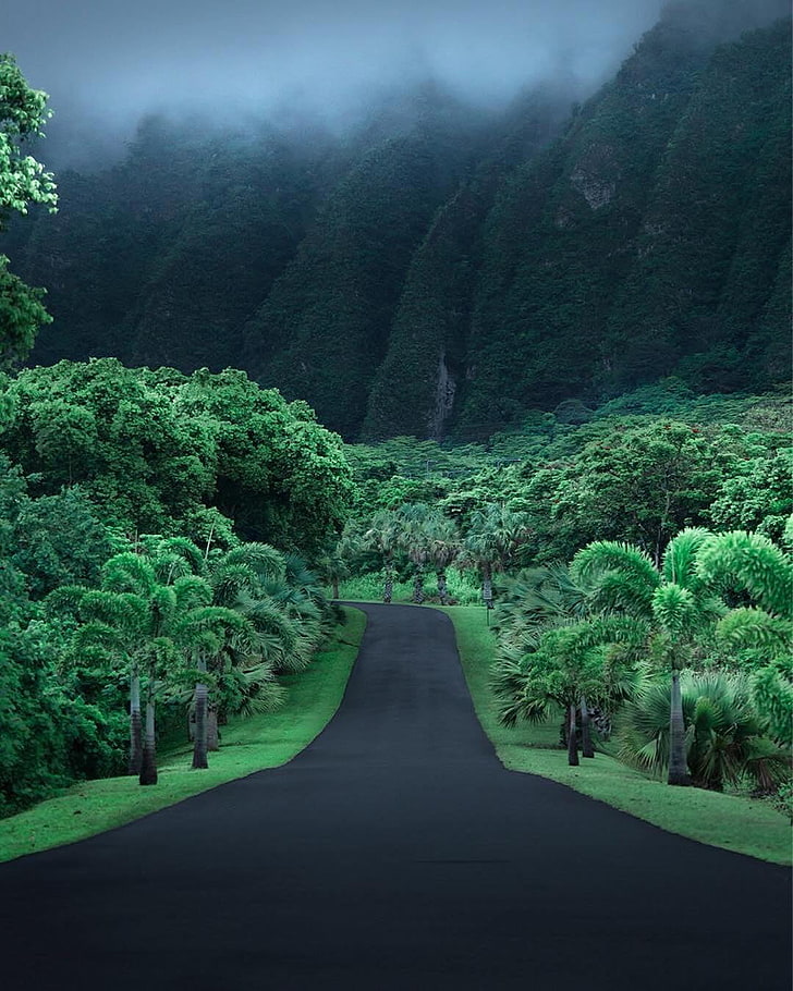photo of road between trees, jungle, Hawaii, asphalt, mountains, HD wallpaper