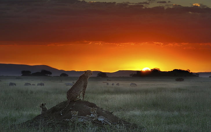 Cheetah Sunset Cubs HD, animals