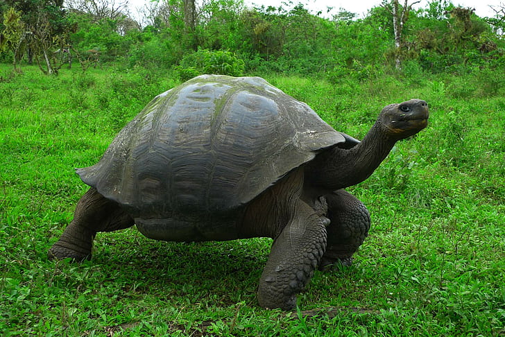 Galapagos Tortoises, Turtles, Grass, HD wallpaper