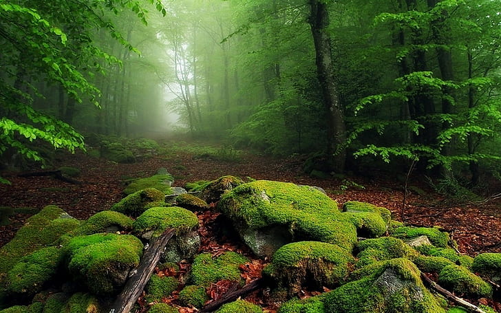 Nature, Landscape, Mist, Forest, Moss, Leaves, Morning, Trees, Path, HD wallpaper