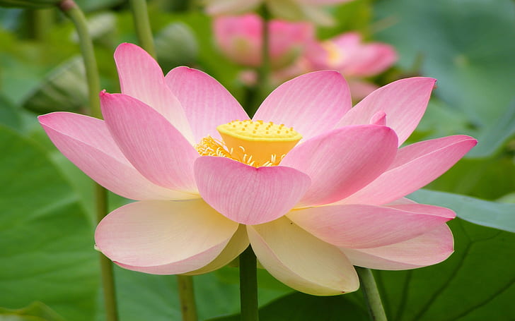 Bunga lotus