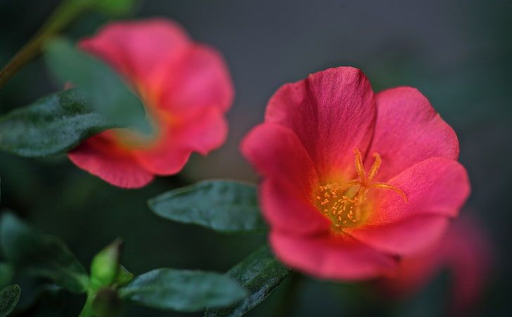 Portulaca Flowers, pink flowers, Nature, Japan, Blossom, canon, HD wallpaper
