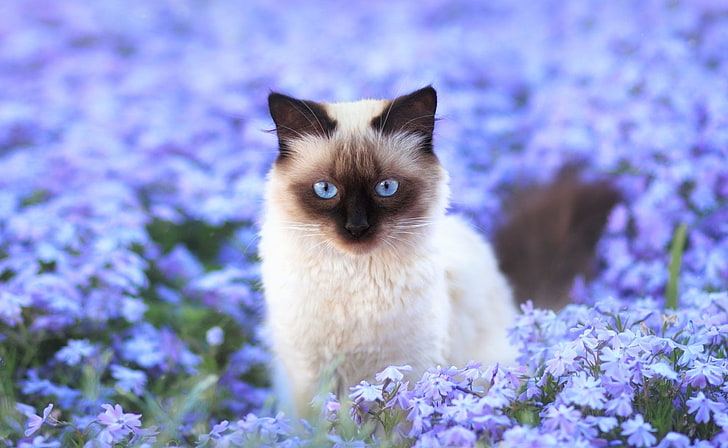 Cats, Animal, Blue Flower, Field, Siamese Cat, one animal, animal themes, HD wallpaper