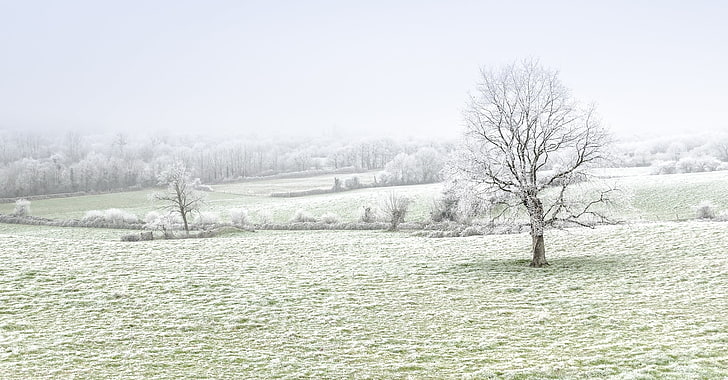 trees, winter, nature, landscape, field, mist, cold temperature, HD wallpaper