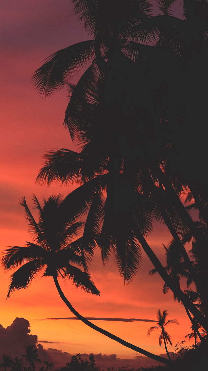 beach, sunset, palm trees, vibes, moody, warm, dark