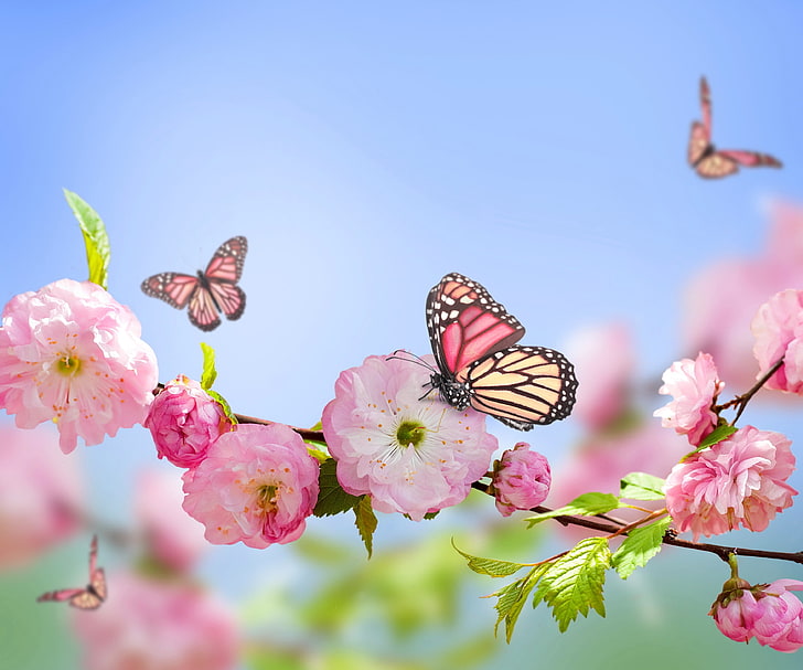 pink and beige butterflies, flowers, spring, bloom, branch, nature, HD wallpaper