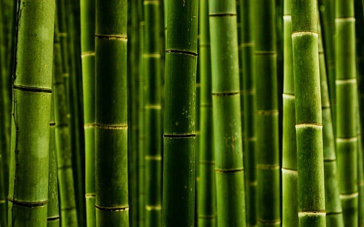 bamboo, green, HD wallpaper