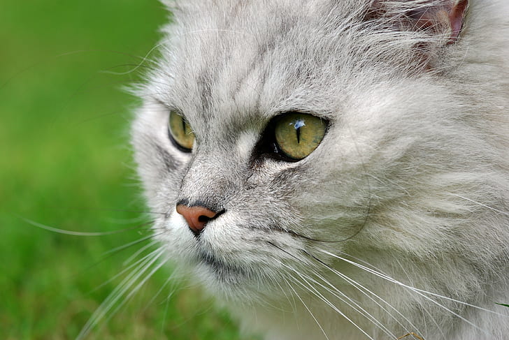 shallow focus photography of white cat, cats, chinchilla persian, HD wallpaper