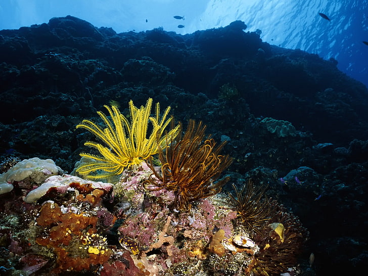 sea, underwater, coral, sea anemones, fish, undersea, sea life, HD wallpaper