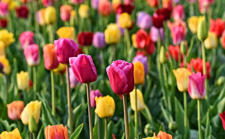 Spring Colorful Tulips Background, Seasons, Beautiful, Garden