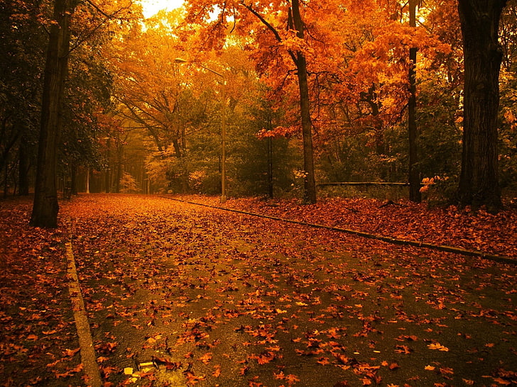 brown wooden trees, road, leaves, asphalt, after a rain, autumn, HD wallpaper