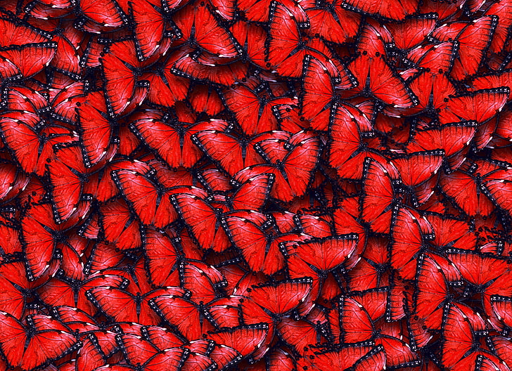 HD wallpaper: red butterflies, texture, red butterfly, nature ...