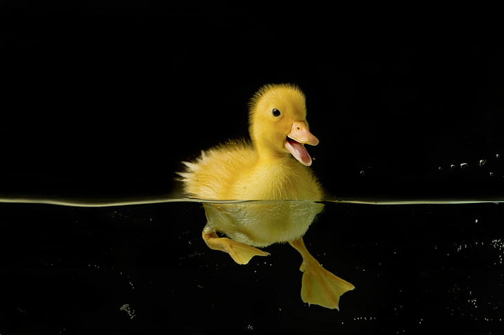 Duck in water, black, bird, nature