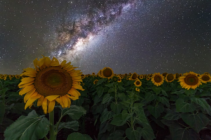 sunflowers wallpaper, Australia, night sky, stars, space, galaxy
