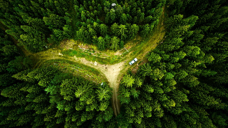 green pine trees, drone, landscape, nature, aerial view, forest, HD wallpaper