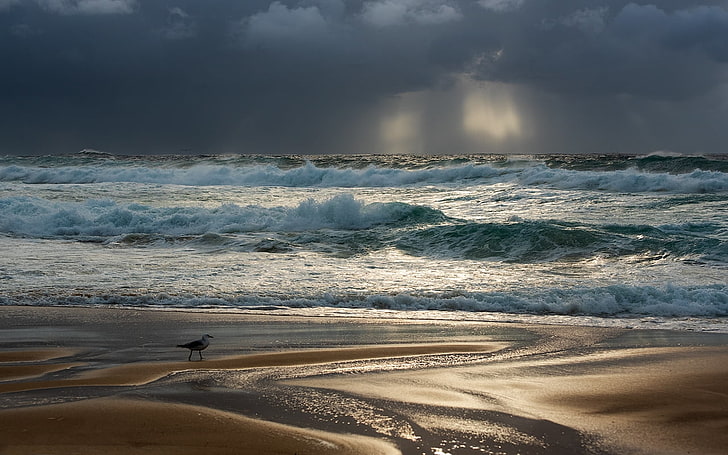 ocean waves, seagulls, beach, overcast, Sydney, Australia, cloud - sky, HD wallpaper