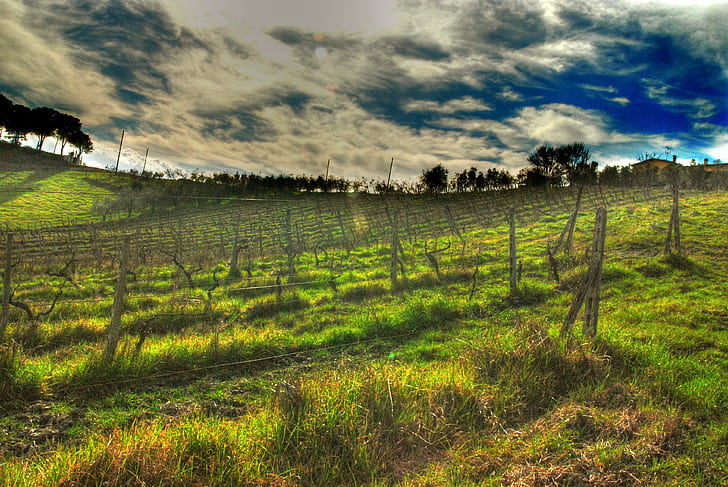 green grass field with fence, il, certaldo, tuscana, tuscany, HD wallpaper