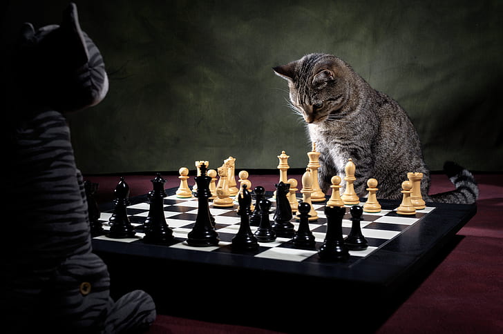 cat, toy, the game, chess, chess player, chess game, HD wallpaper