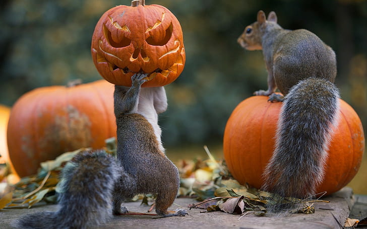 brown squirrels, animals, food, food and drink, pumpkin, healthy eating, HD wallpaper
