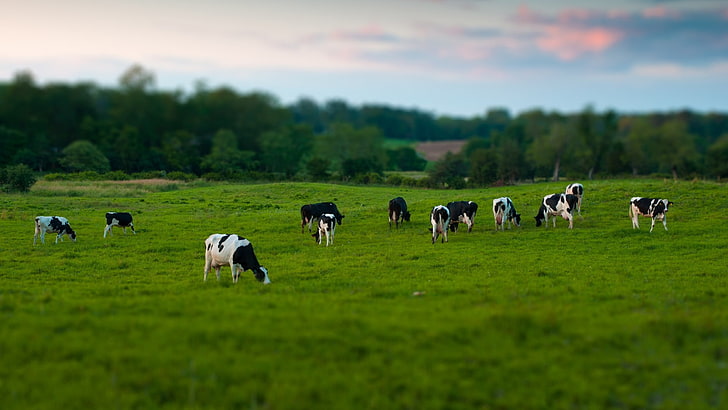 herd of cattles, tilt-and-shift photography of cow on field, animals