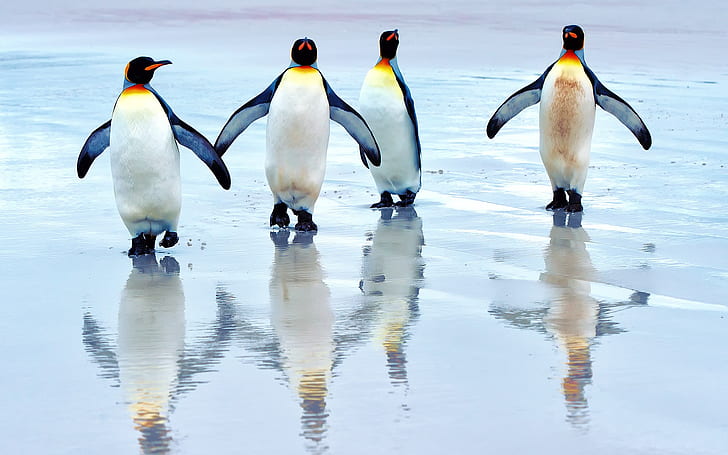 King penguins walking on the beach, sea, king penguins, HD wallpaper