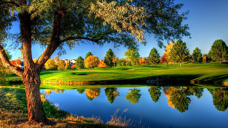 green leafed trees, green grass lawn, nature, landscape, fall, HD wallpaper