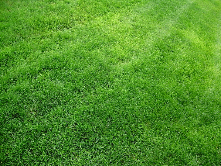 green grass field, texture, nature, green Color, backgrounds