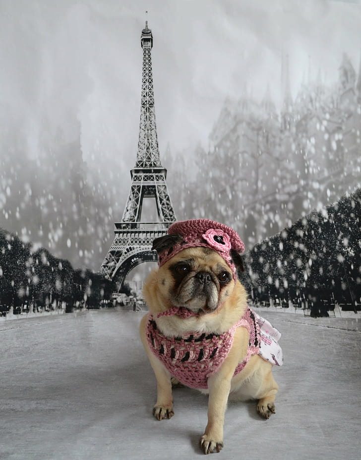 fawn pug with eiffel tower poster at the back, paris, paris, pugs