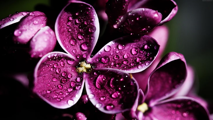 flower, purple, lilac, orchid, pink, flora, floral, plant, blossom