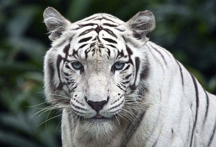 Tigre Branco, fauna, felino, lindo, animal, natureza, animals