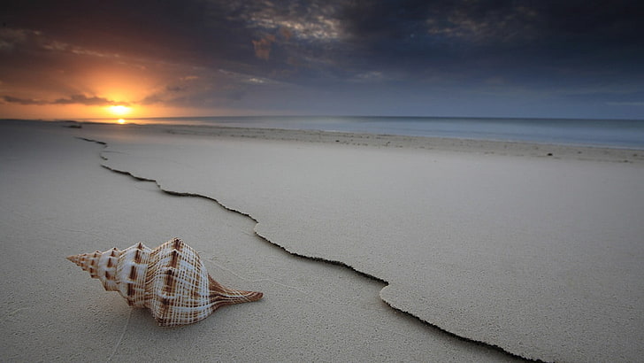 HD wallpaper: white shell, beach, sea, sand, sunset, seashells, sky, land,  water | Wallpaper Flare