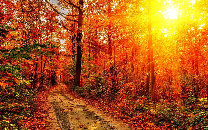 Autumn Sun 2560×1600, HD wallpaper