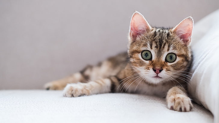 eyes, cat, animals, kittens, domestic cat, pets, domestic animals, HD wallpaper